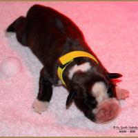 Onyx, 3 jours 04.01.18