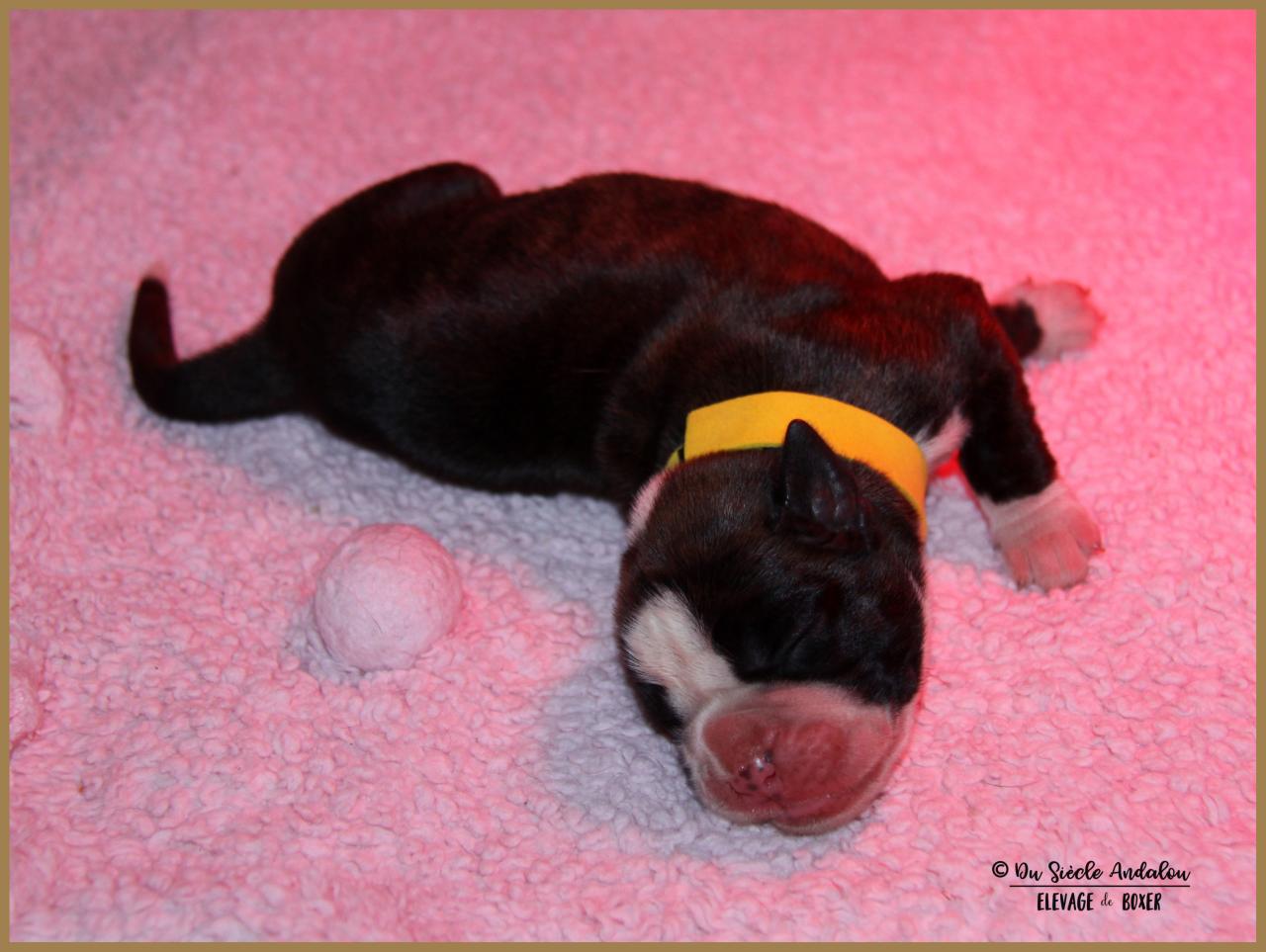 Onyx, 3 jours 04.01.18