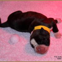 Onyx, 3 jours 04.01.18