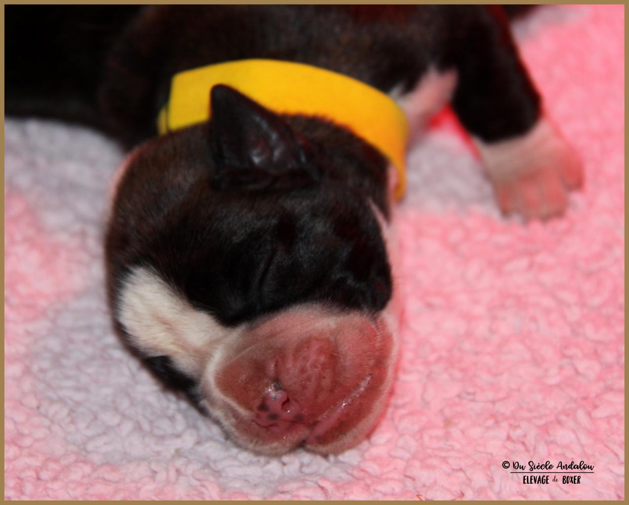 Onyx, 3 jours 04.01.18