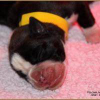 Onyx, 3 jours 04.01.18