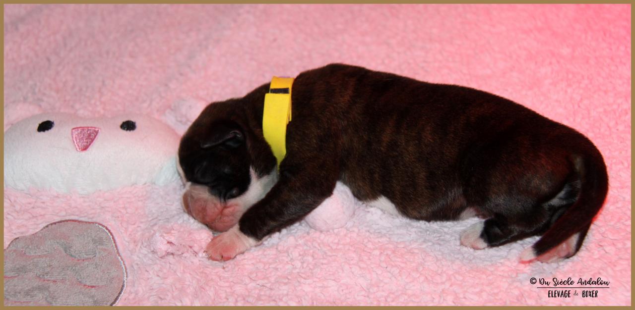 Onyx, 3 jours 04.01.18