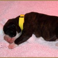 Onyx, 3 jours 04.01.18