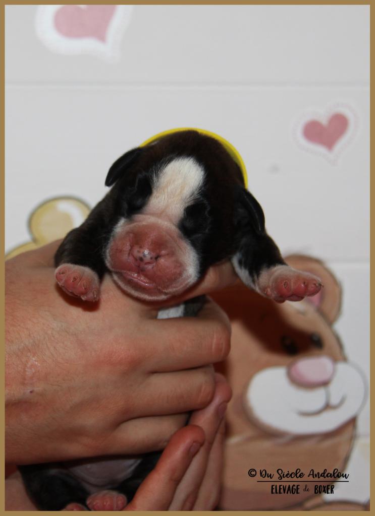 Onyx, 3 jours 04.01.18