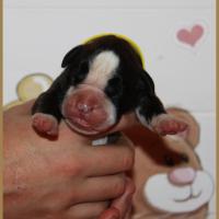 Onyx, 3 jours 04.01.18