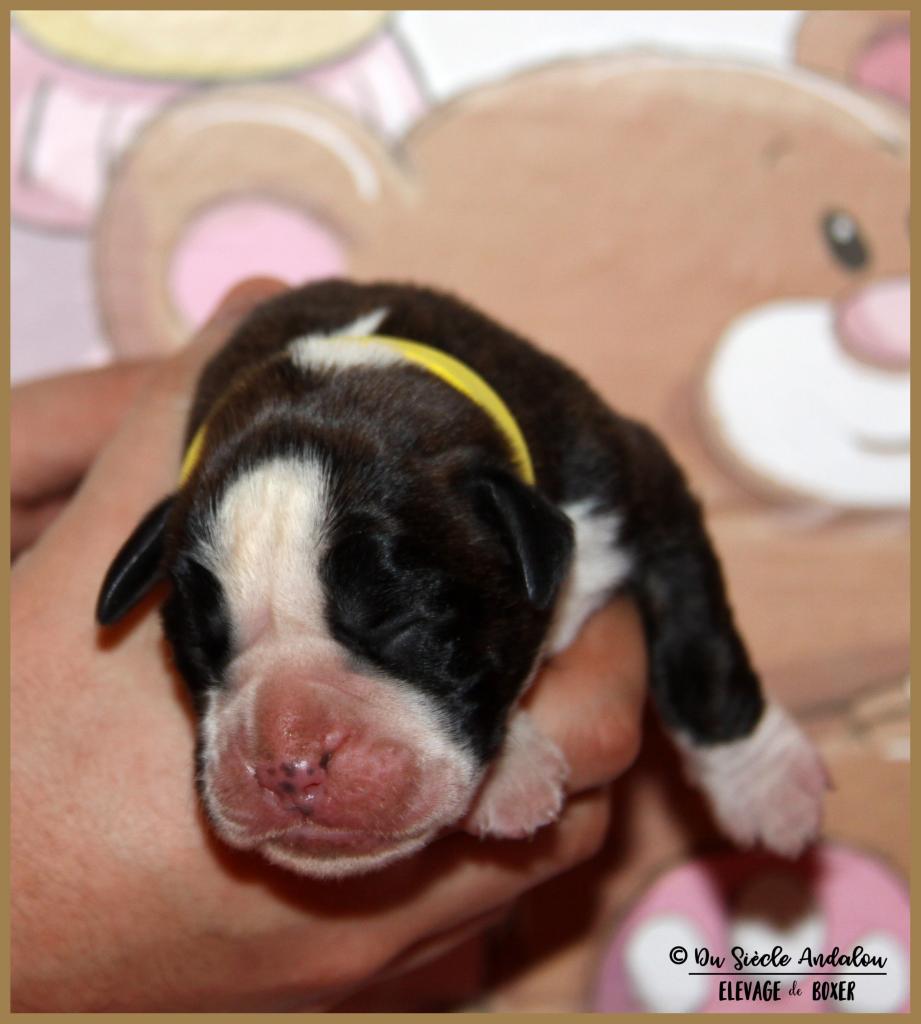 Onyx, 3 jours 04.01.18