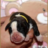 Onyx, 3 jours 04.01.18