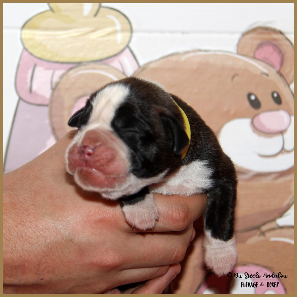 Onyx, 3 jours 04.01.18