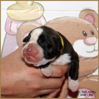 Onyx, 3 jours 04.01.18