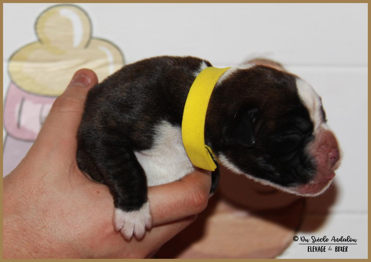 Onyx, 3 jours 04.01.18