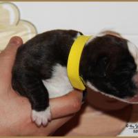 Onyx, 3 jours 04.01.18