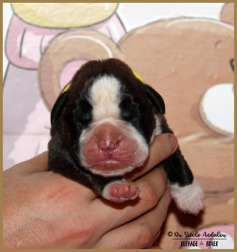 Onyx, 3 jours 04.01.18