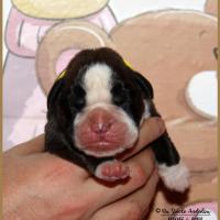 Onyx, 3 jours 04.01.18