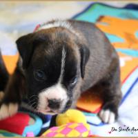 Olly,  24 jours 06.08.18