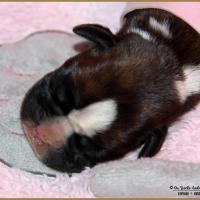 Oxane, 3 jours 04.01.18