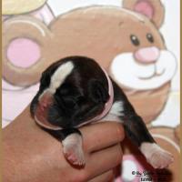 Oxane, 3 jours 04.01.18