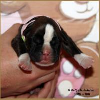 Oxane, 3 jours 04.01.18