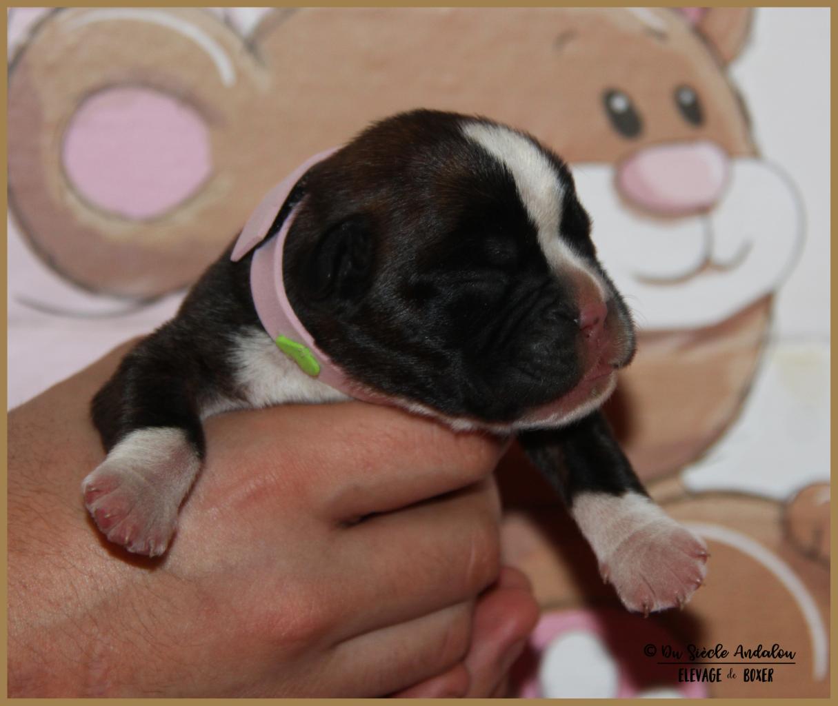 Oxane, 3 jours 04.01.18