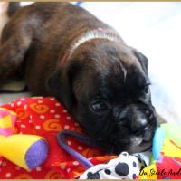 Oovea,  24 jours 06.08.18