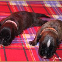 R' Bailey et Rolf 11 jours 