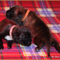 R' Bailey et Rolf 11 jours 