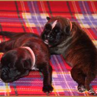 R' Bailey et Rolf 11 jours 