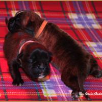 R' Bailey et Rolf 11 jours 