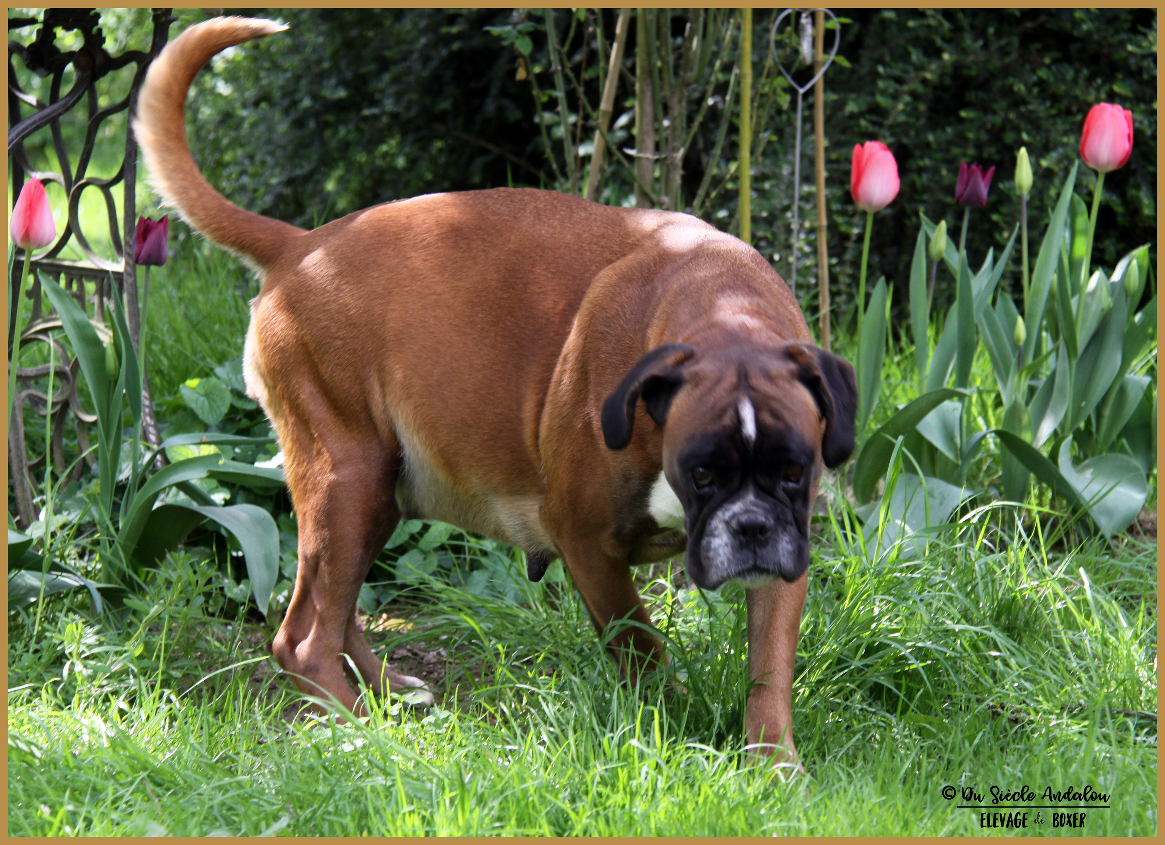 Hanae 62 jours gestation 16.04.17