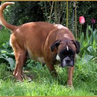 Hanae 62 jours gestation 16.04.17