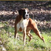 Hispania 05 Mars 2015