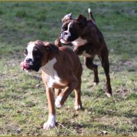 Hispania 05 Mars 2015