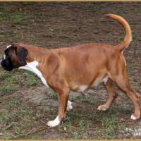 Hispania 61 jours gestation 30.12.17