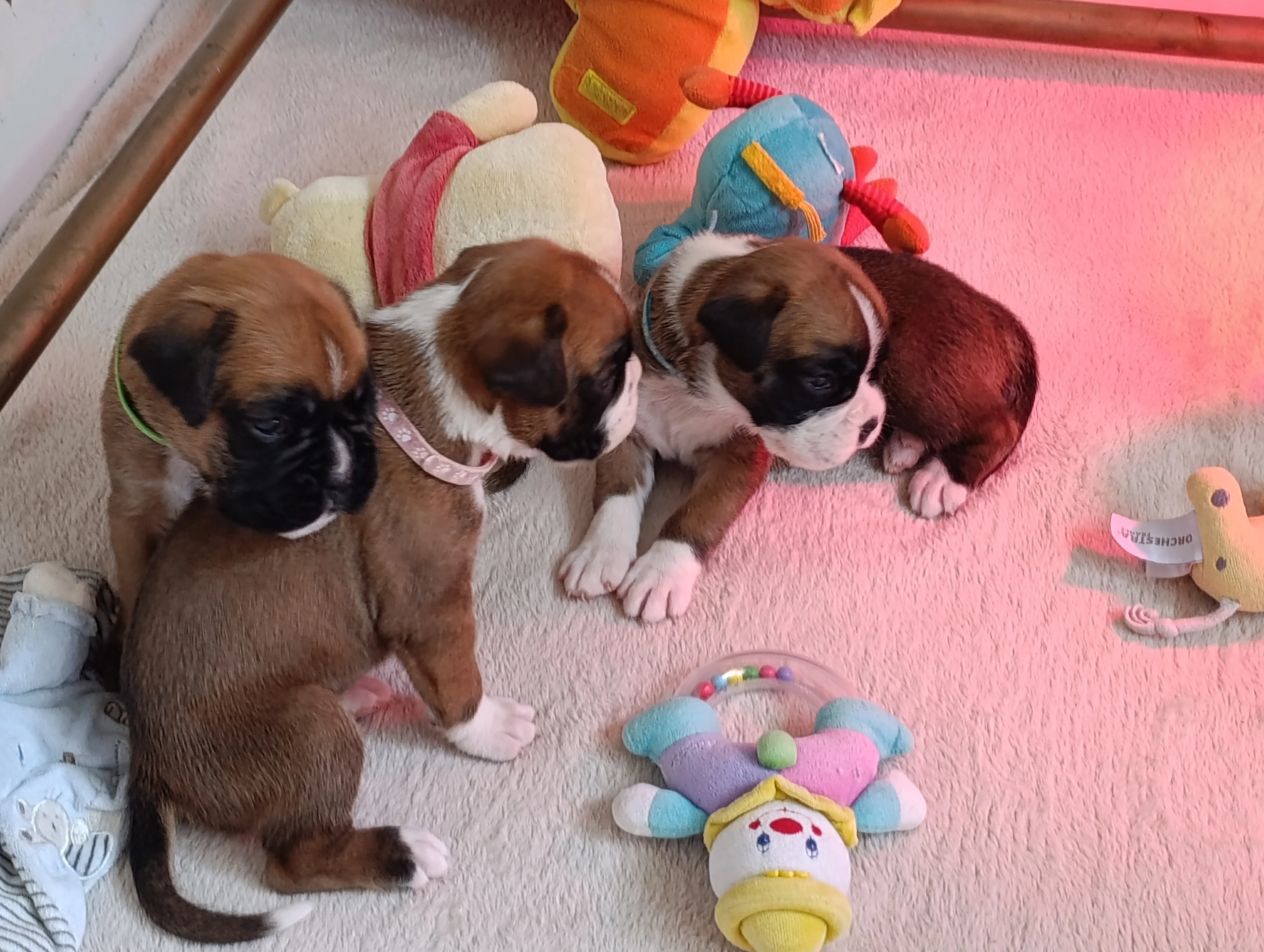 Bébés 21 jours