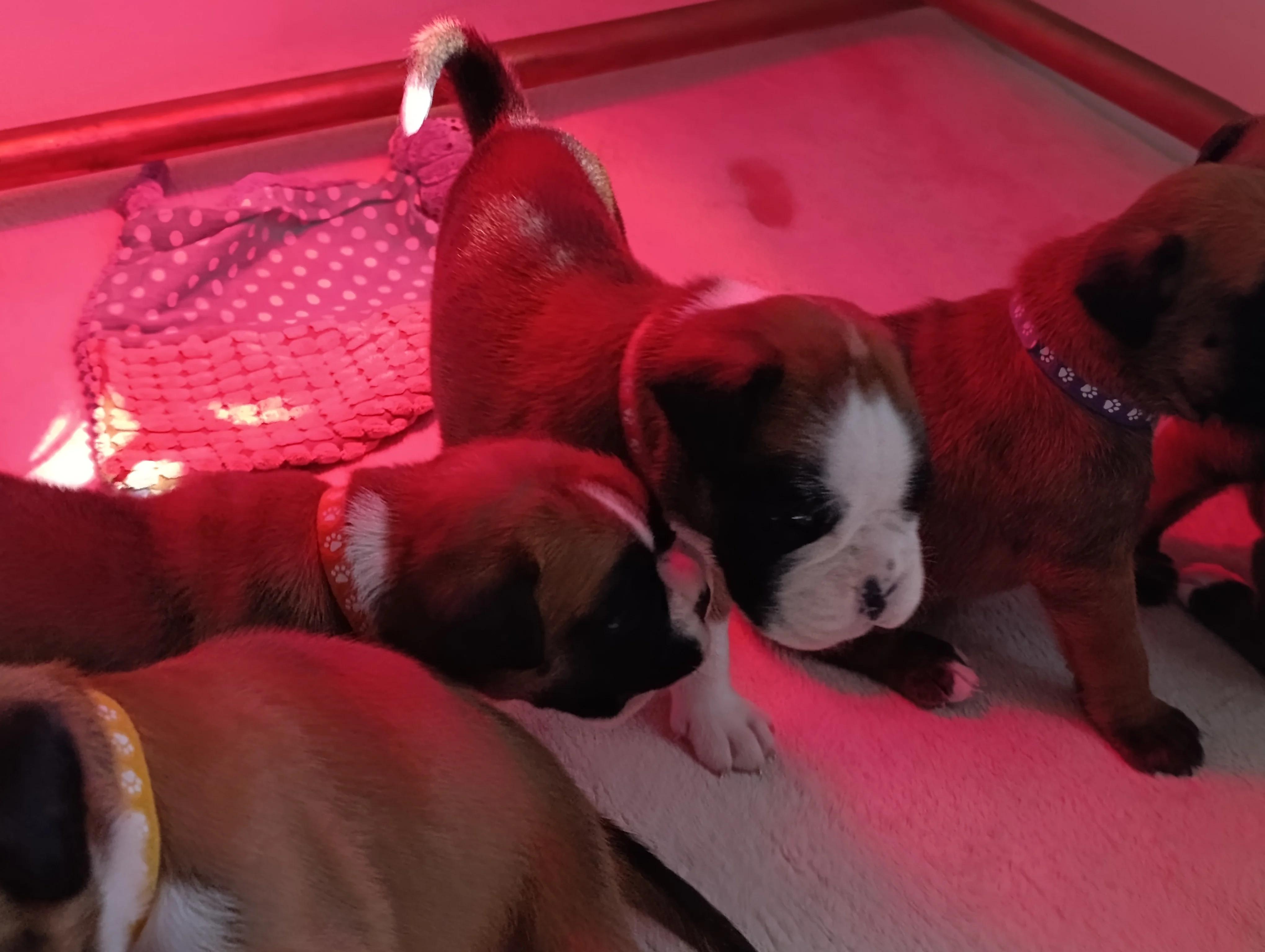 Bébés 21 jours