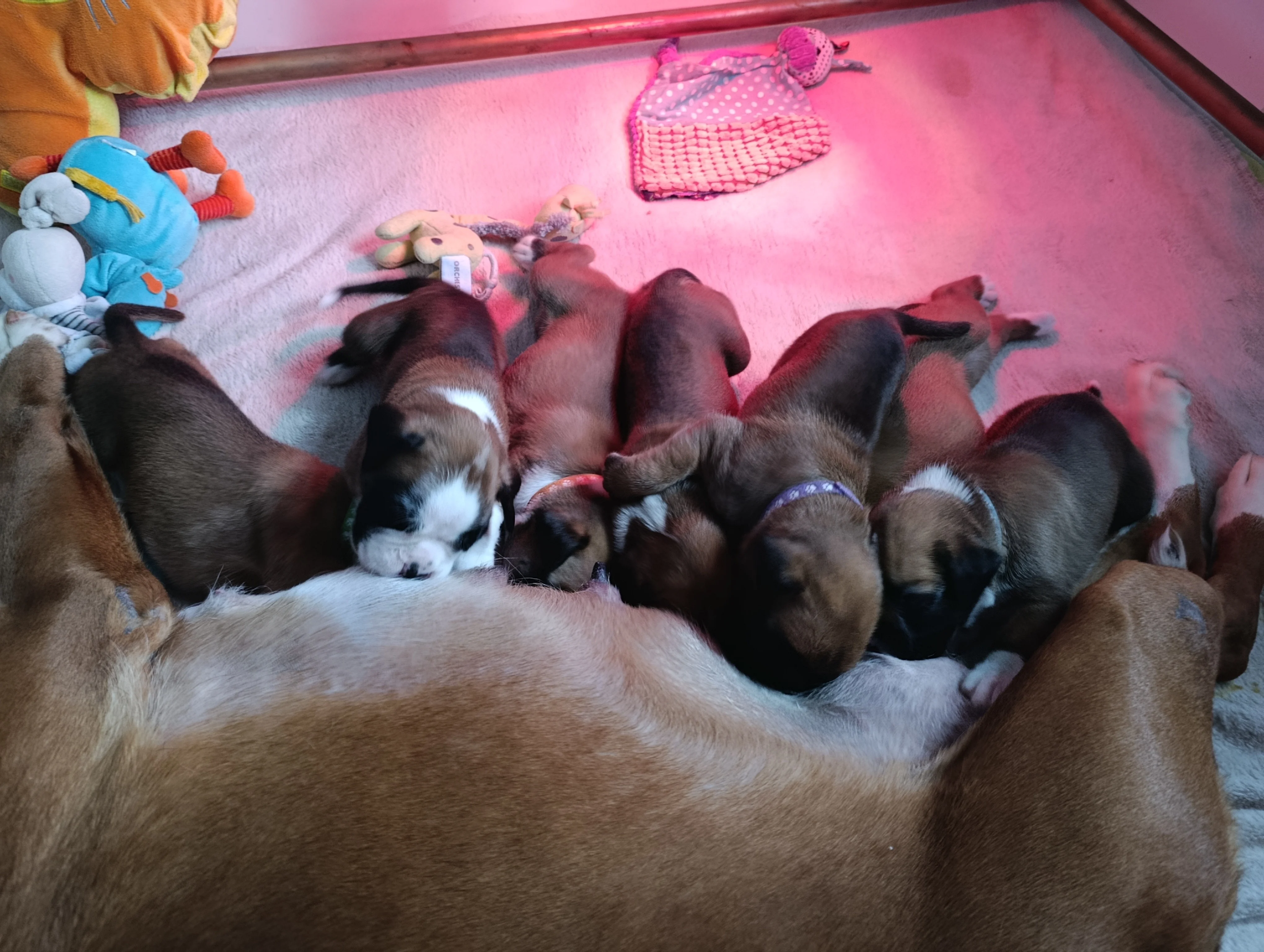 Bébés 21 jours