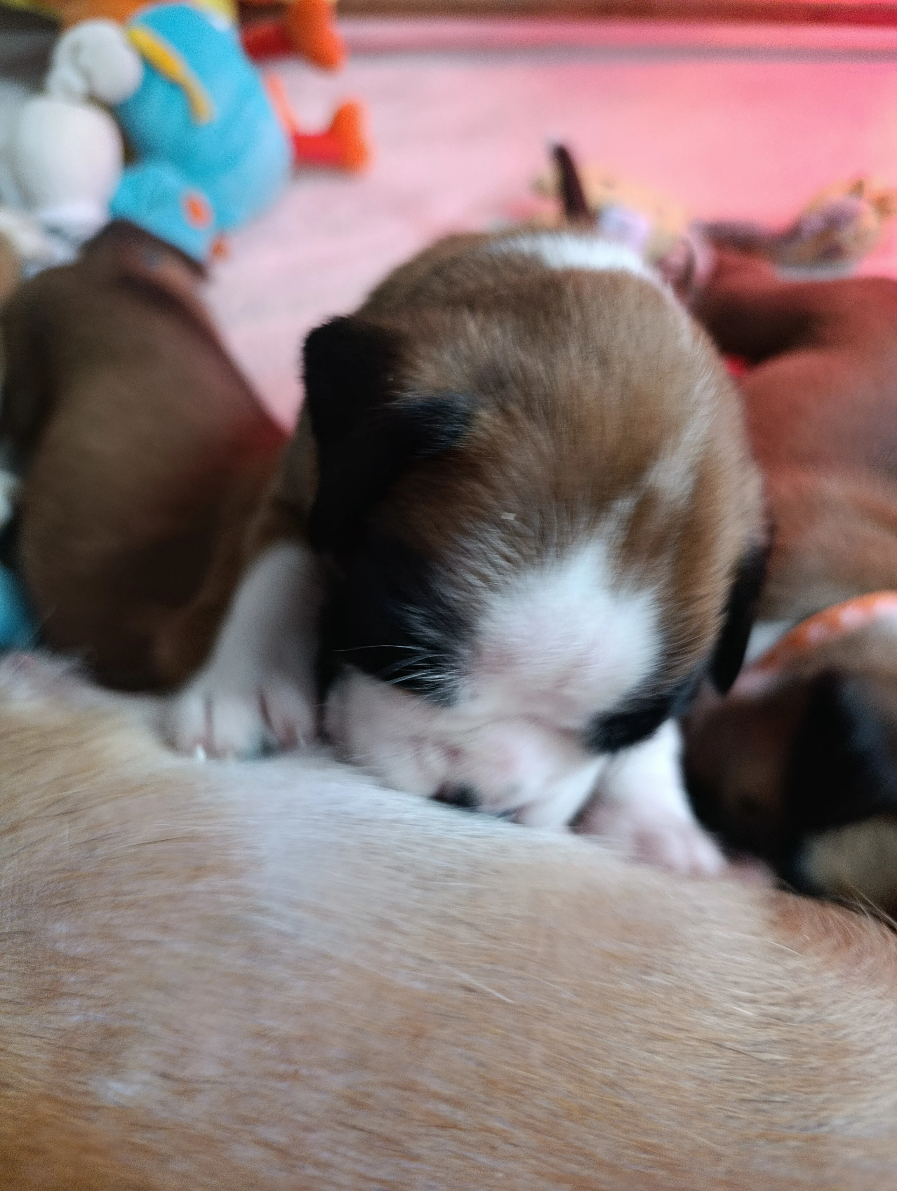 Bébés 21 jours