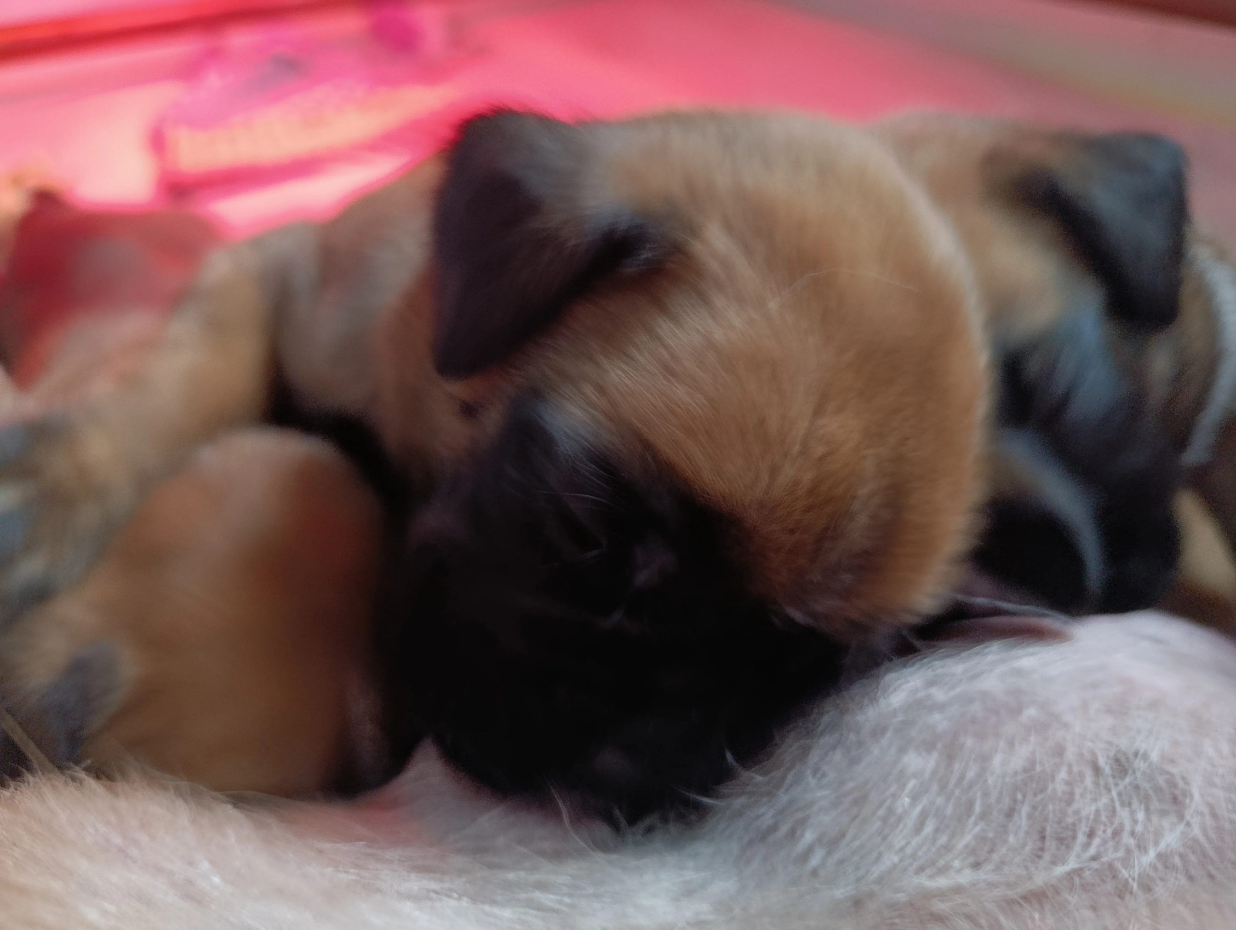 Bébés 21 jours