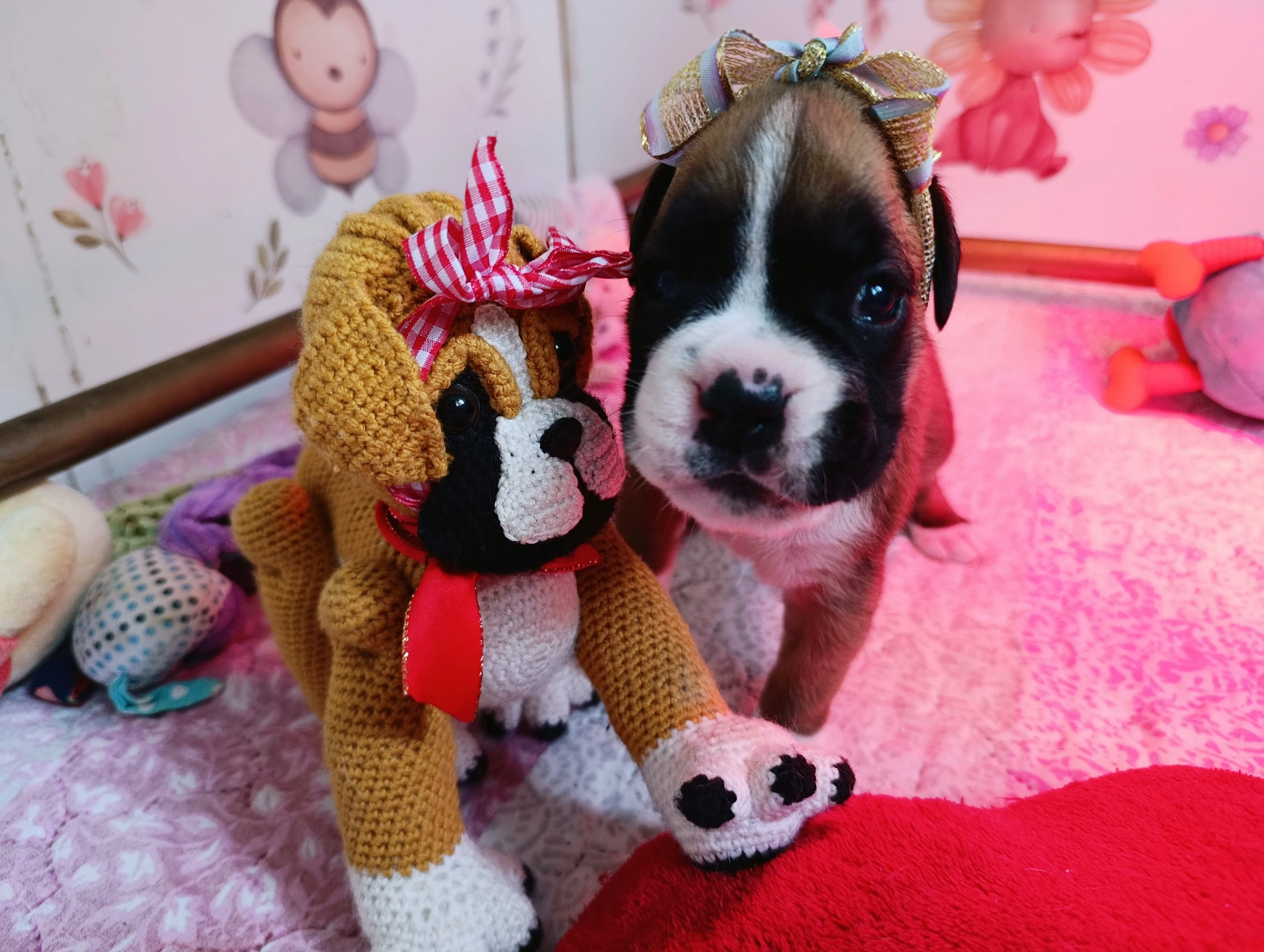 Belinda et mini boxer crochet, 24 jours
