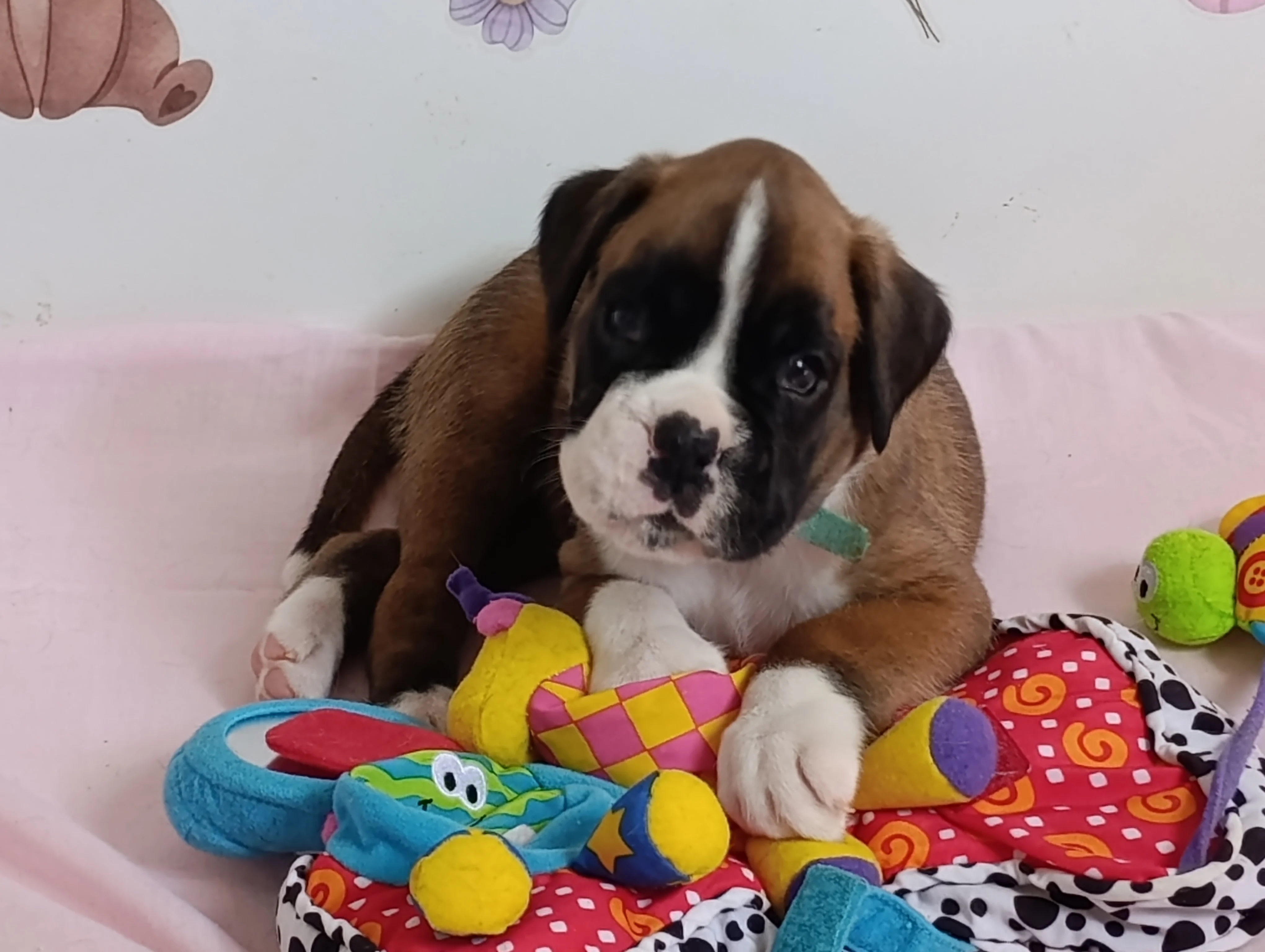 Bluebelle 33 Jours