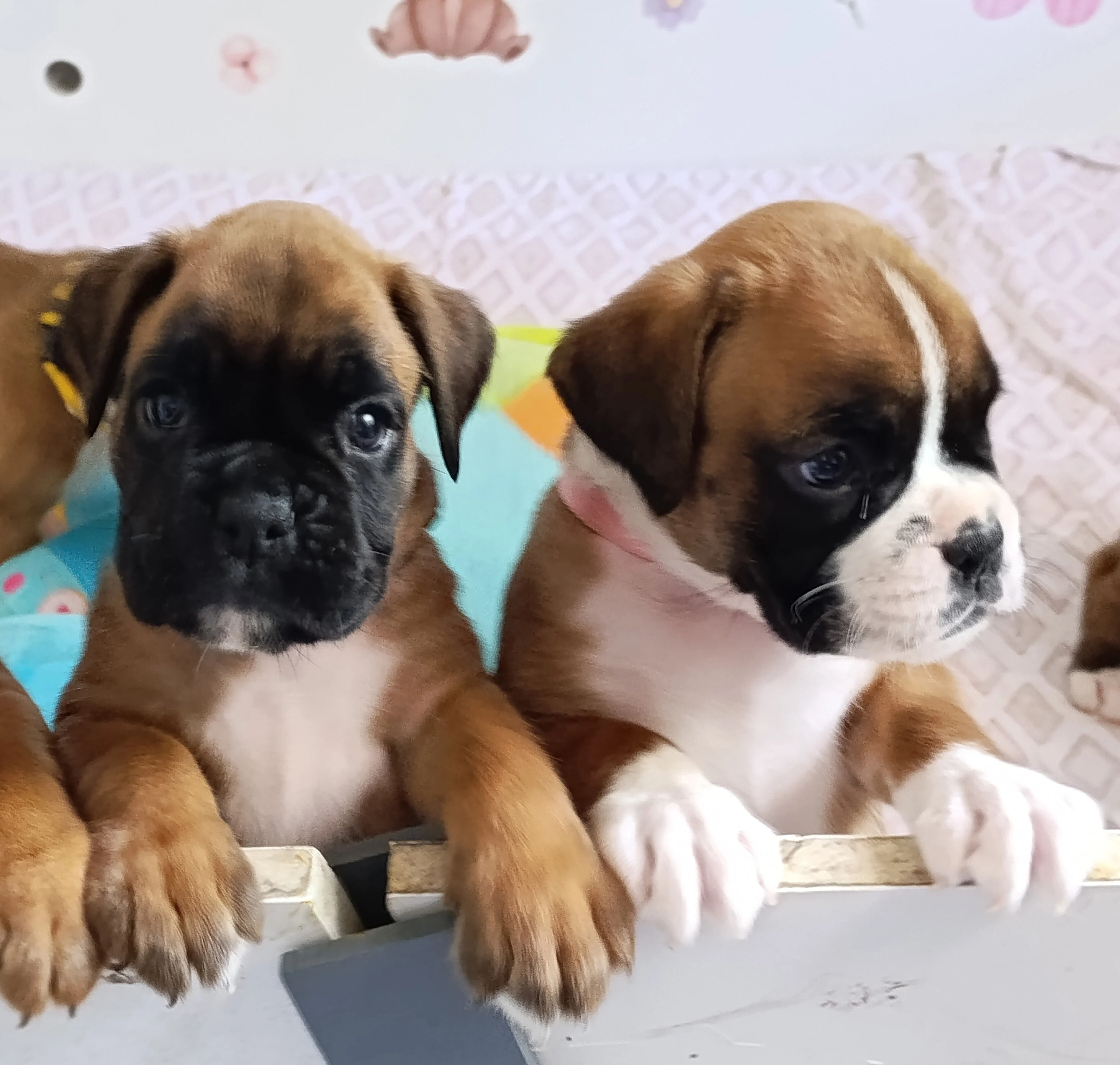 Bella dit Pablita & Belinda, 35 jours