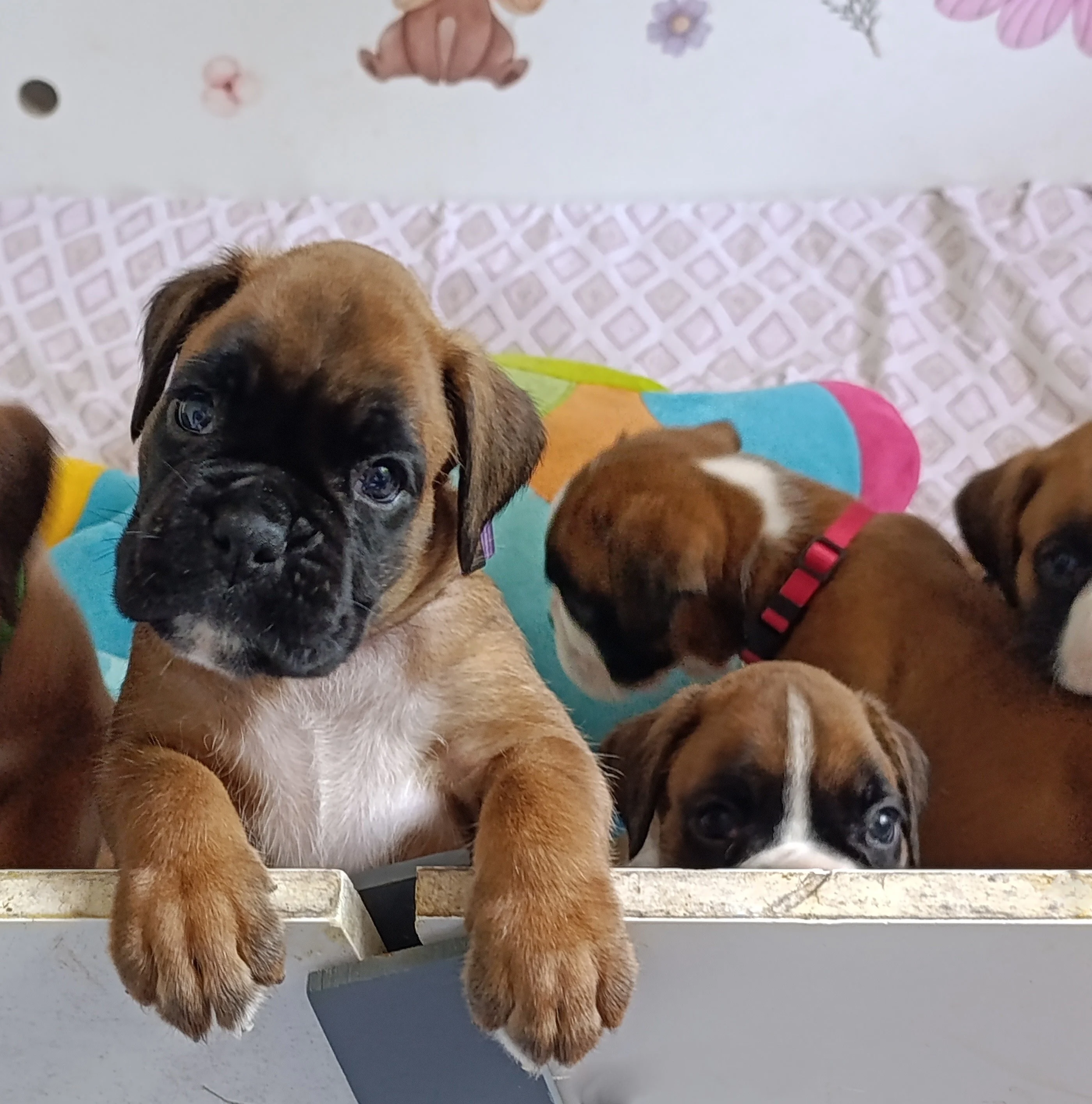 Bella dit Pablita, 35 Jours