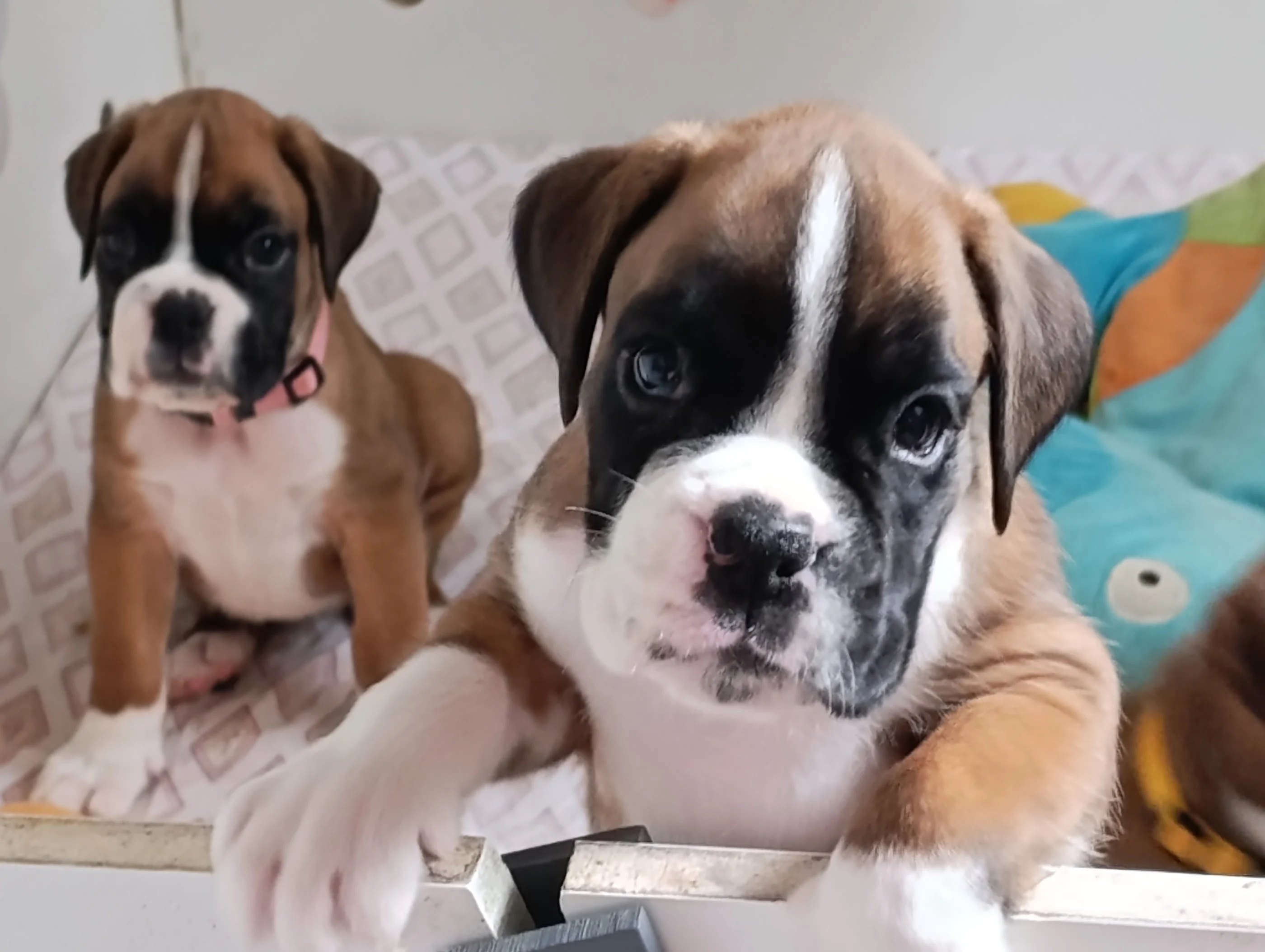 Belinda & Baïa, 39 jours