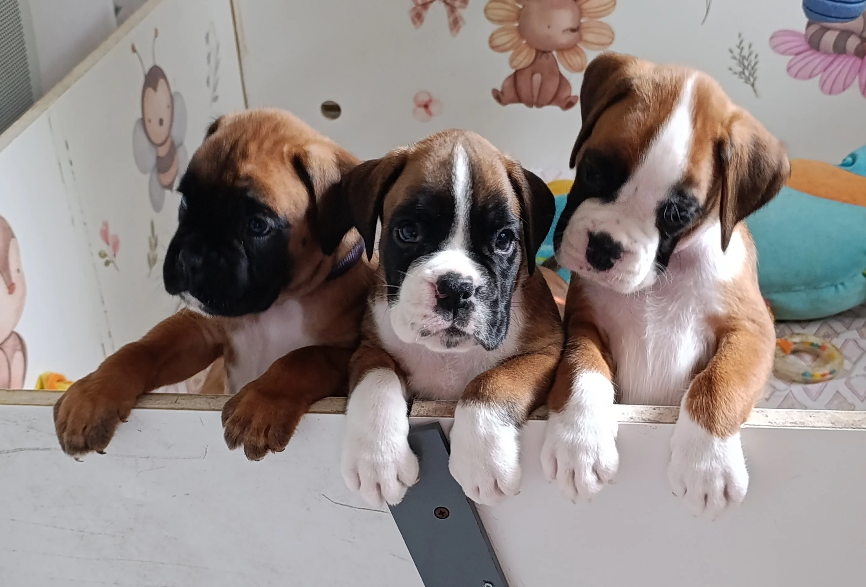 Pablita, Baïa & Blue, 39 jours