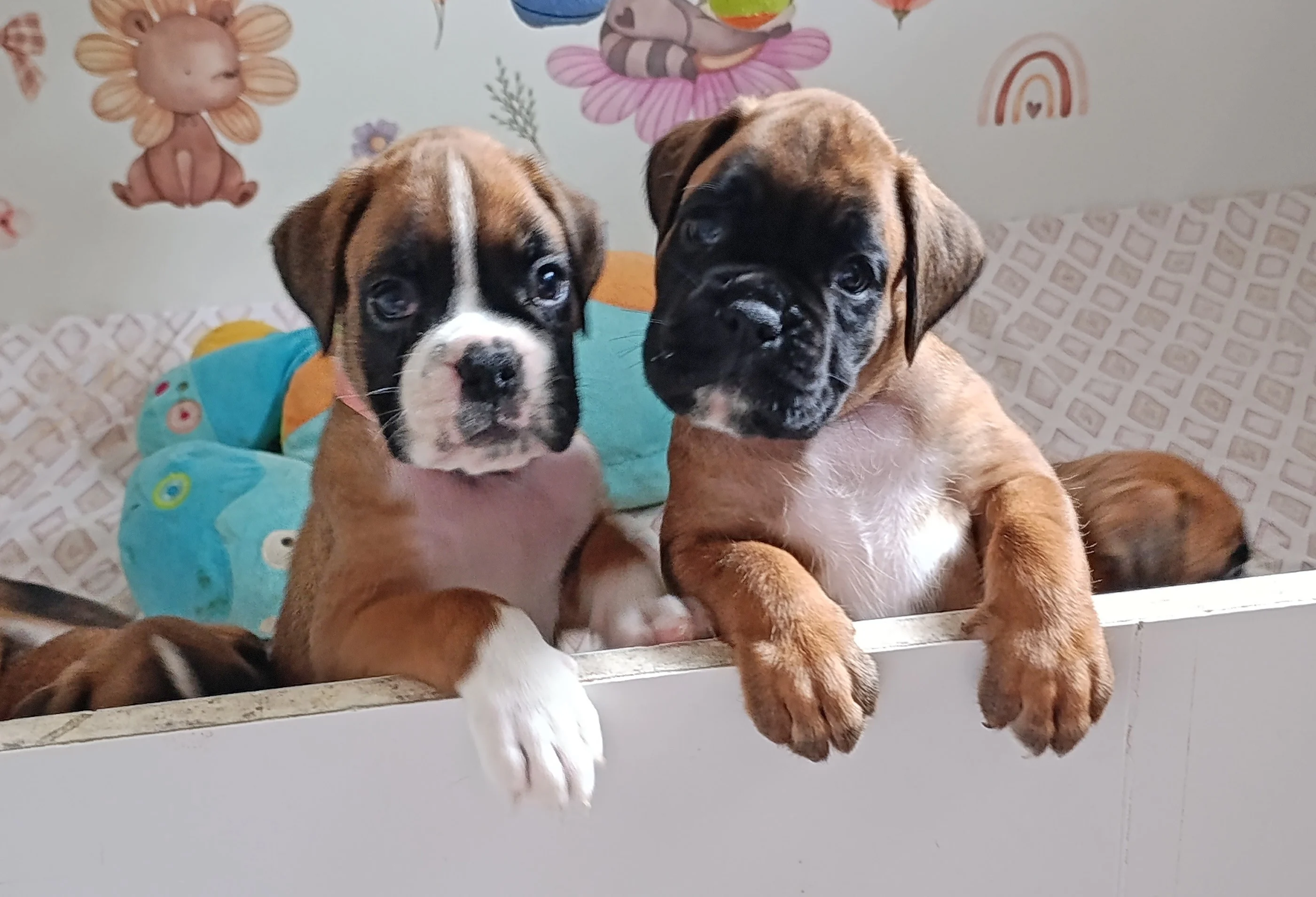 Belinda & Pablita, 39 jours