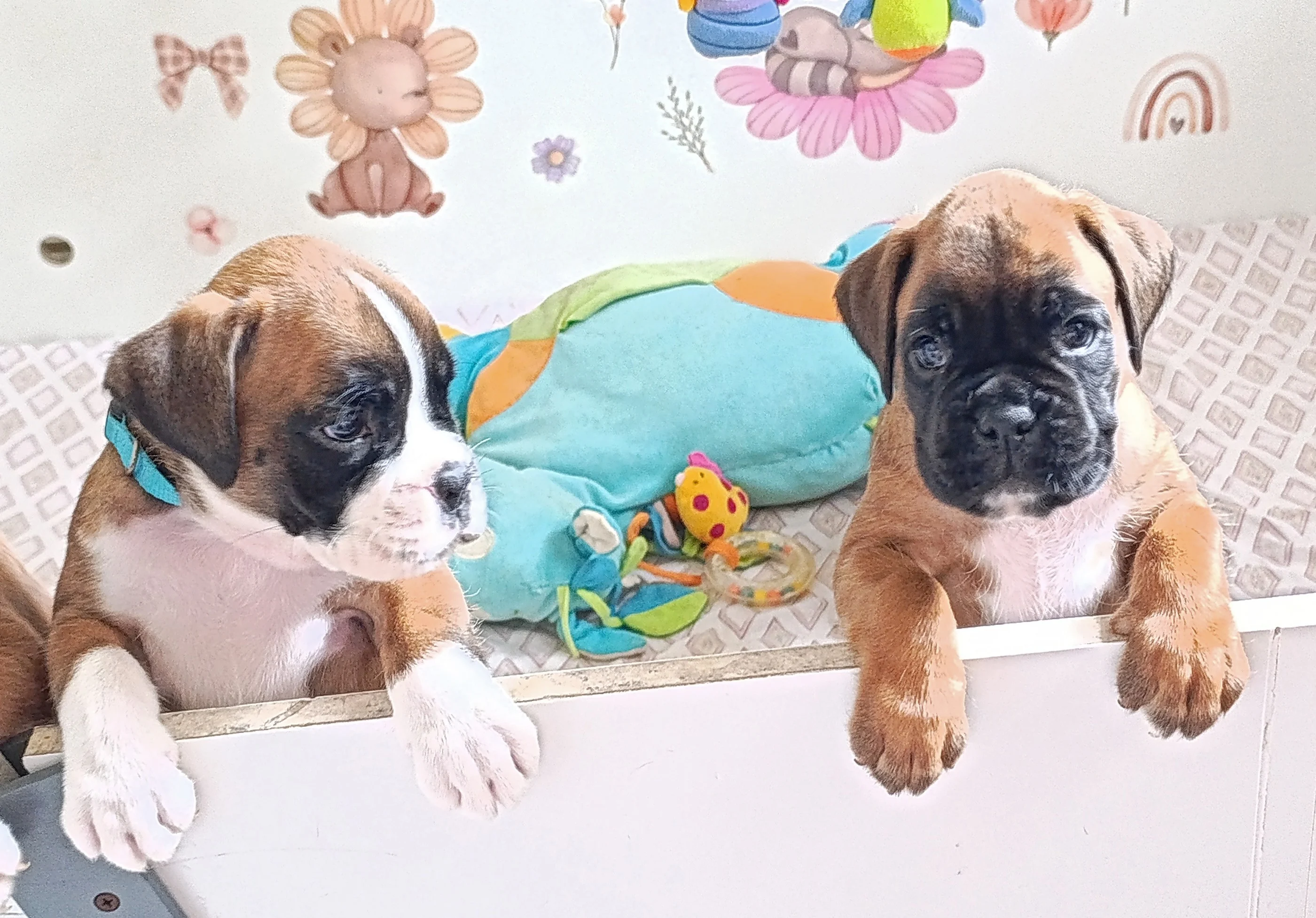 Baïa & Pablita, 39 jours