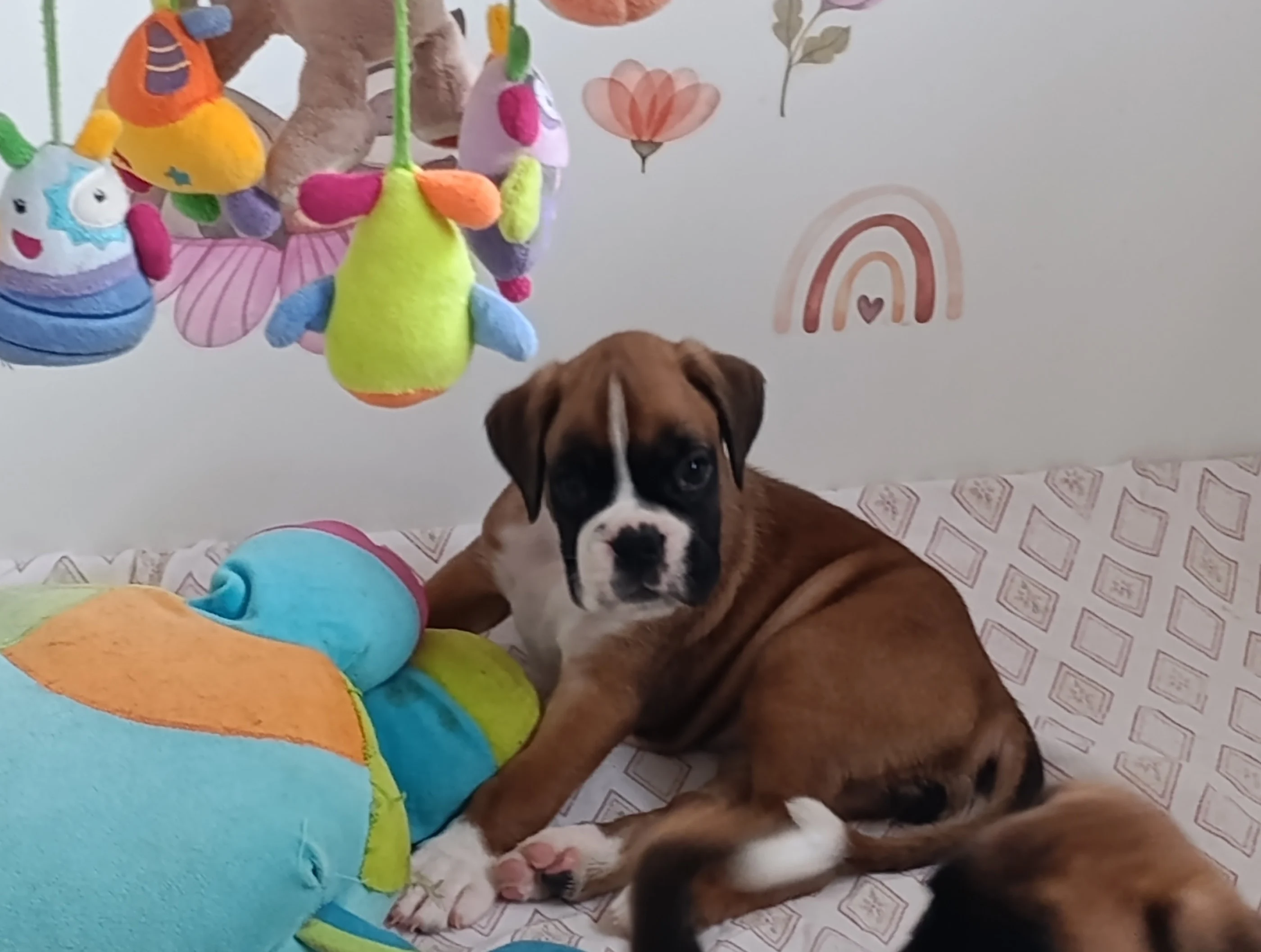 Baïa, 39 jours