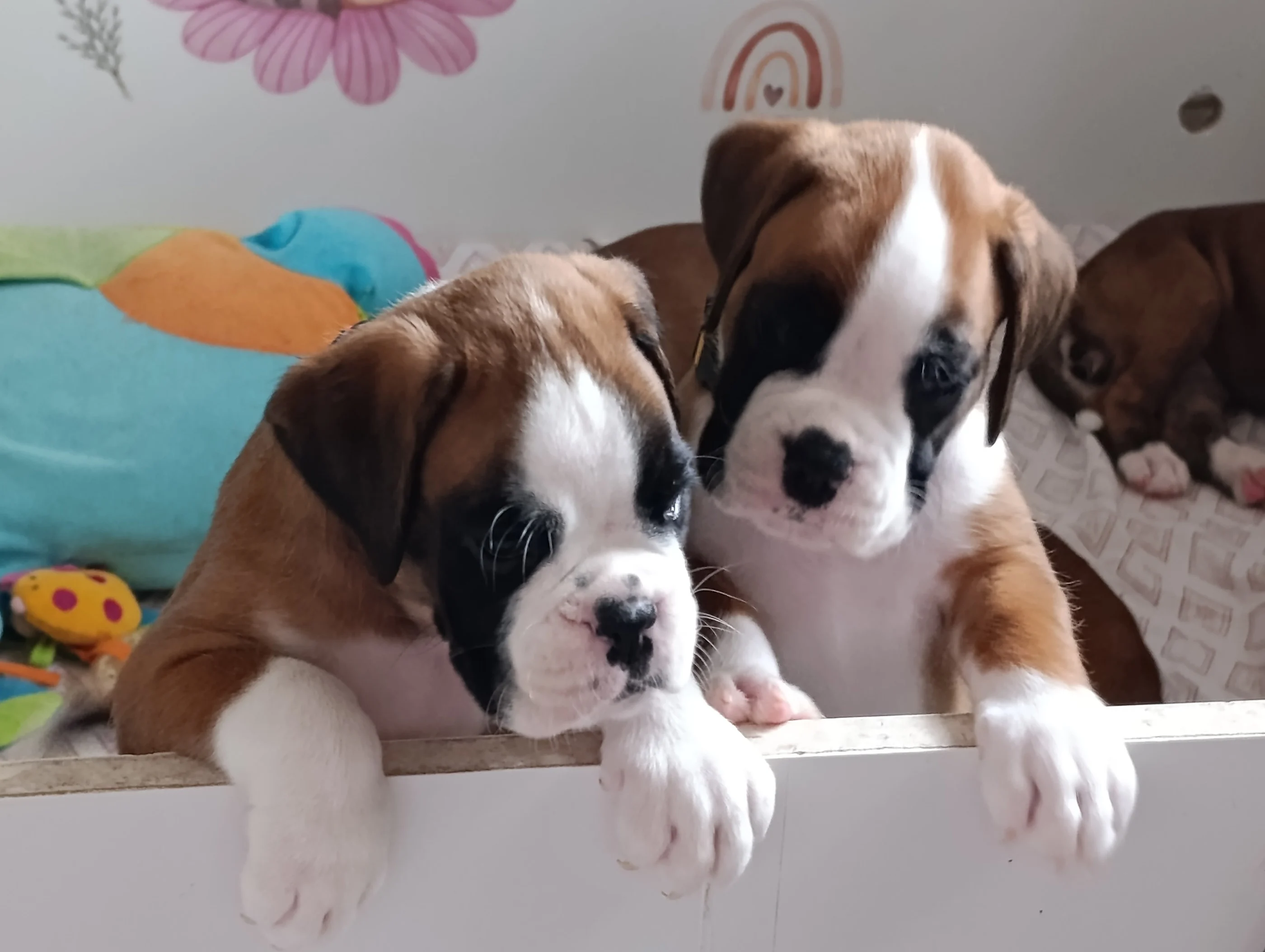 B'Isaure & Blue, 39 jours