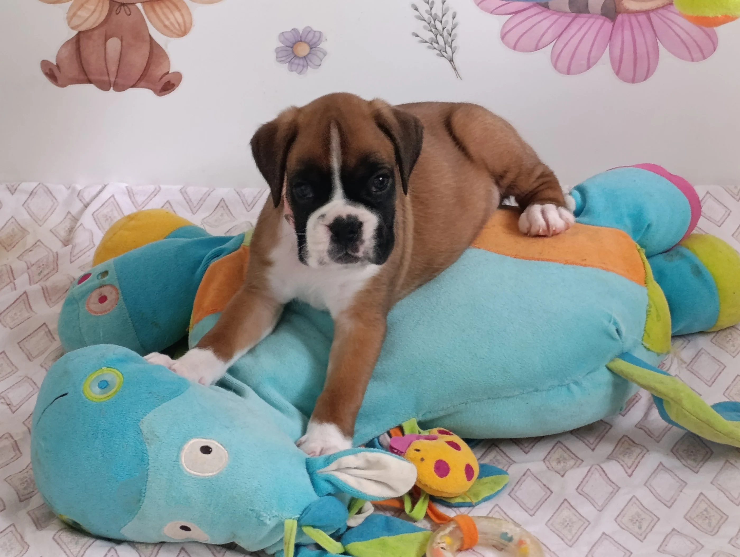 Baïa, 39 jours