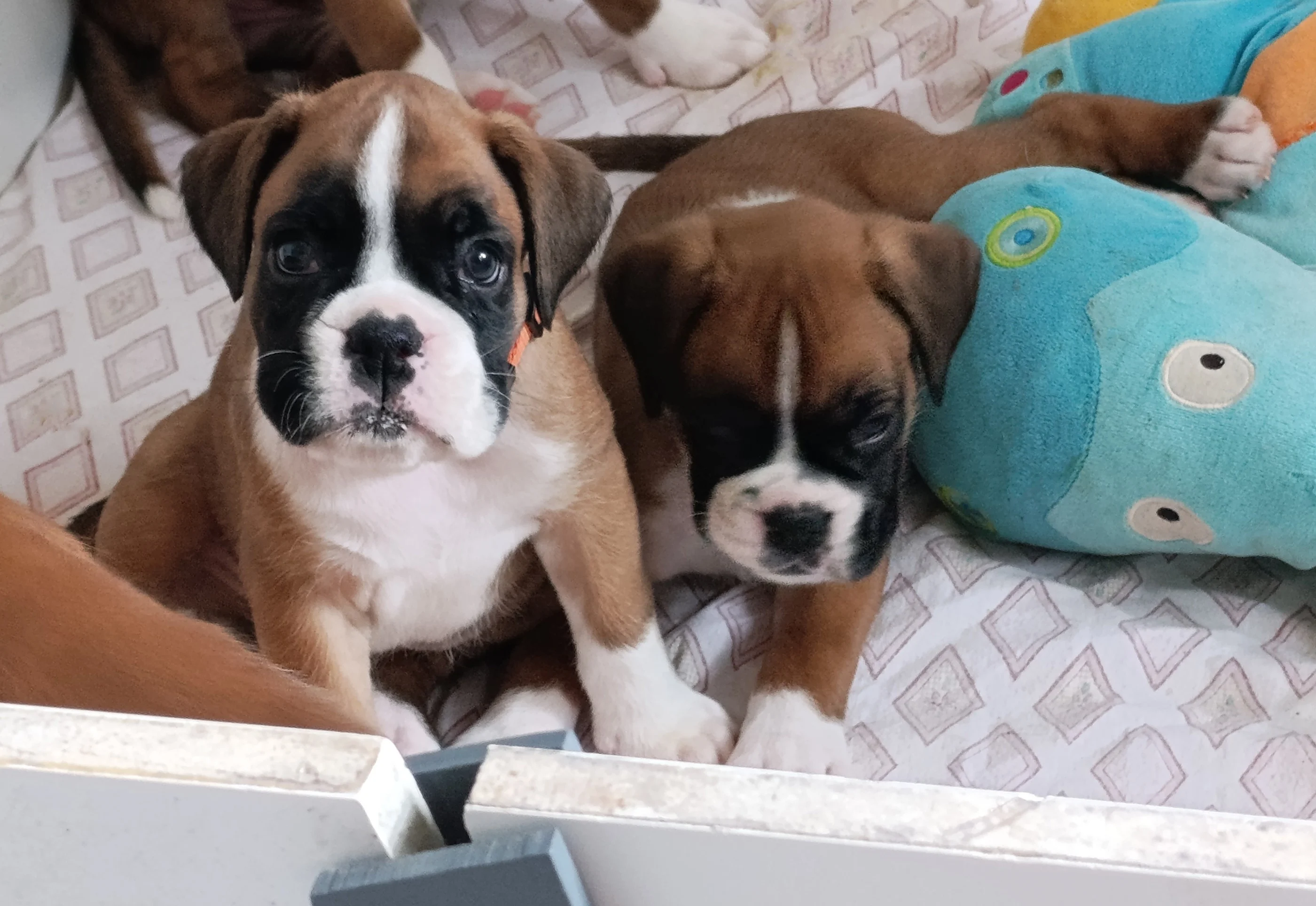 Beauty & Baïa, 39 jours