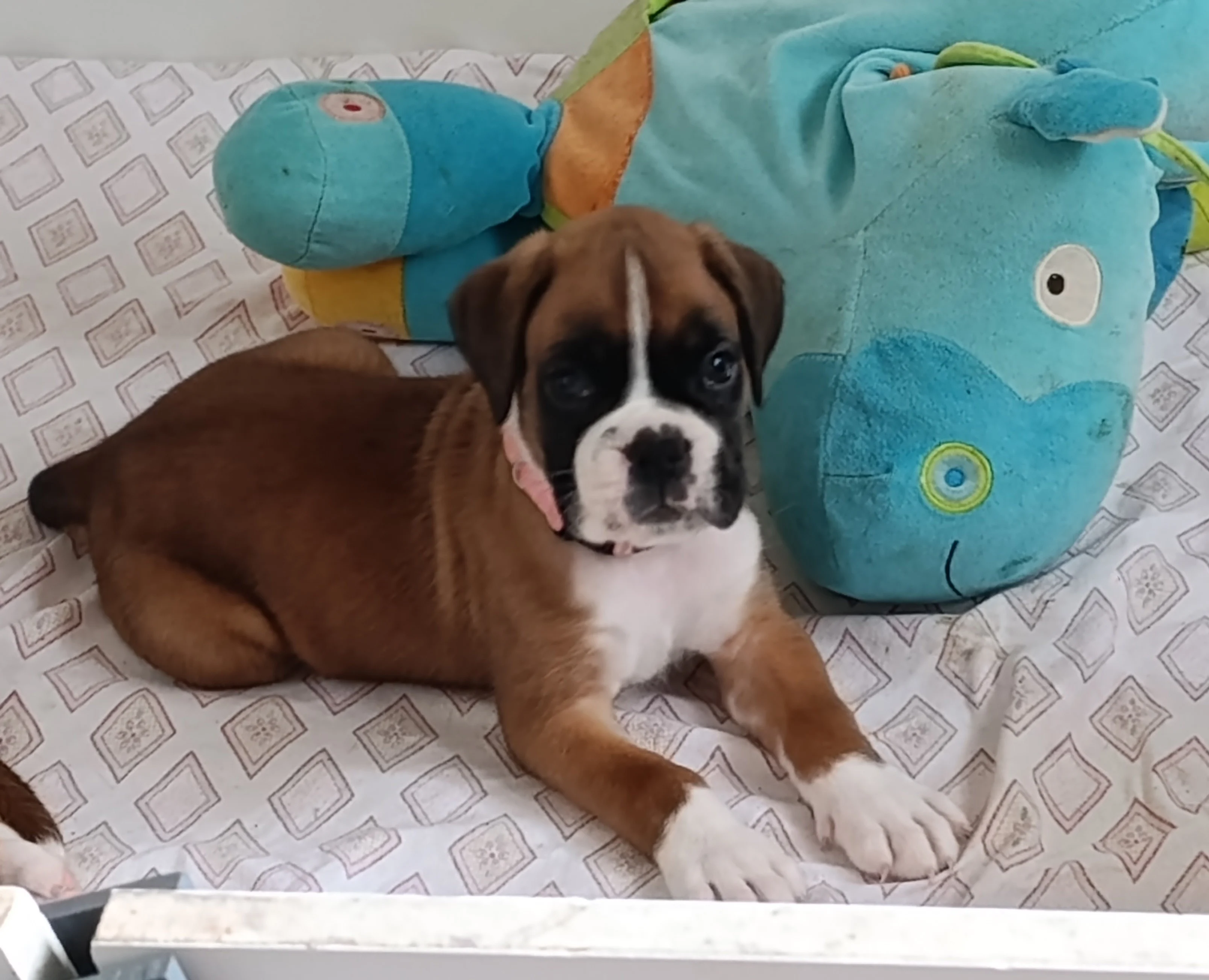 Belinda, 39 jours